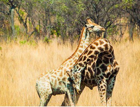 Metsi Lodge Welgevonden Game Reserve Luaran gambar