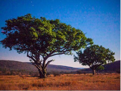Metsi Lodge Welgevonden Game Reserve Luaran gambar