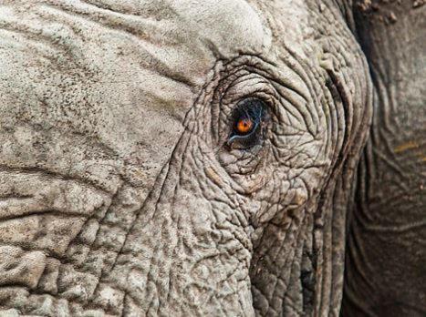 Metsi Lodge Welgevonden Game Reserve Luaran gambar
