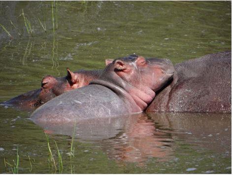 Metsi Lodge Welgevonden Game Reserve Luaran gambar