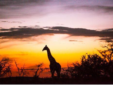 Metsi Lodge Welgevonden Game Reserve Luaran gambar