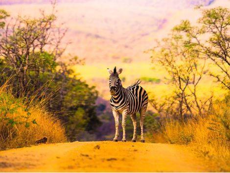 Metsi Lodge Welgevonden Game Reserve Luaran gambar